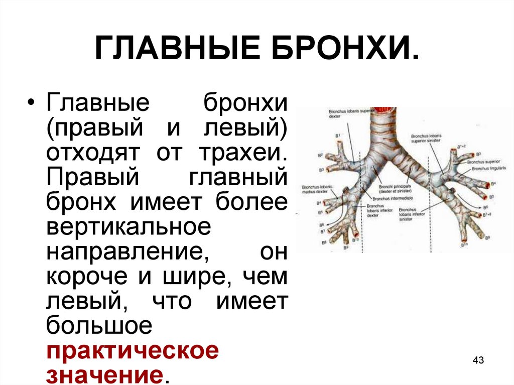 Бронхи функции. Бронхи человека анатомия хрящевые кольца. Особенности правого бронха. Правый главный бронх правый главный бронх. Левый главный бронх анатомия.