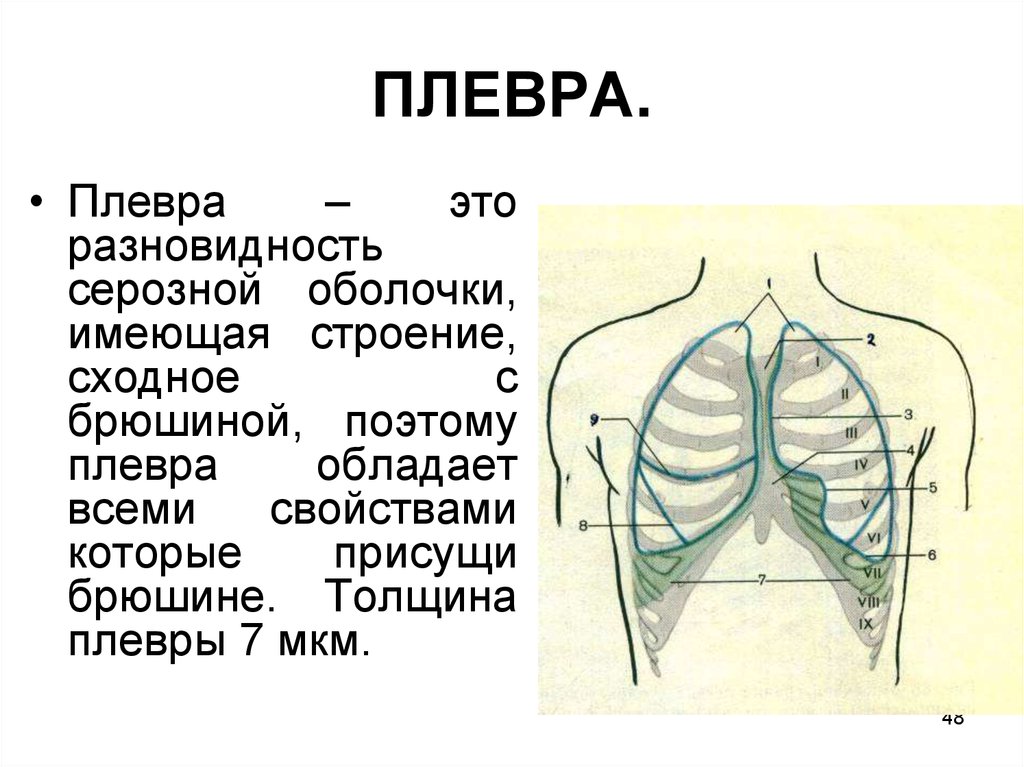 Сосуды плевры