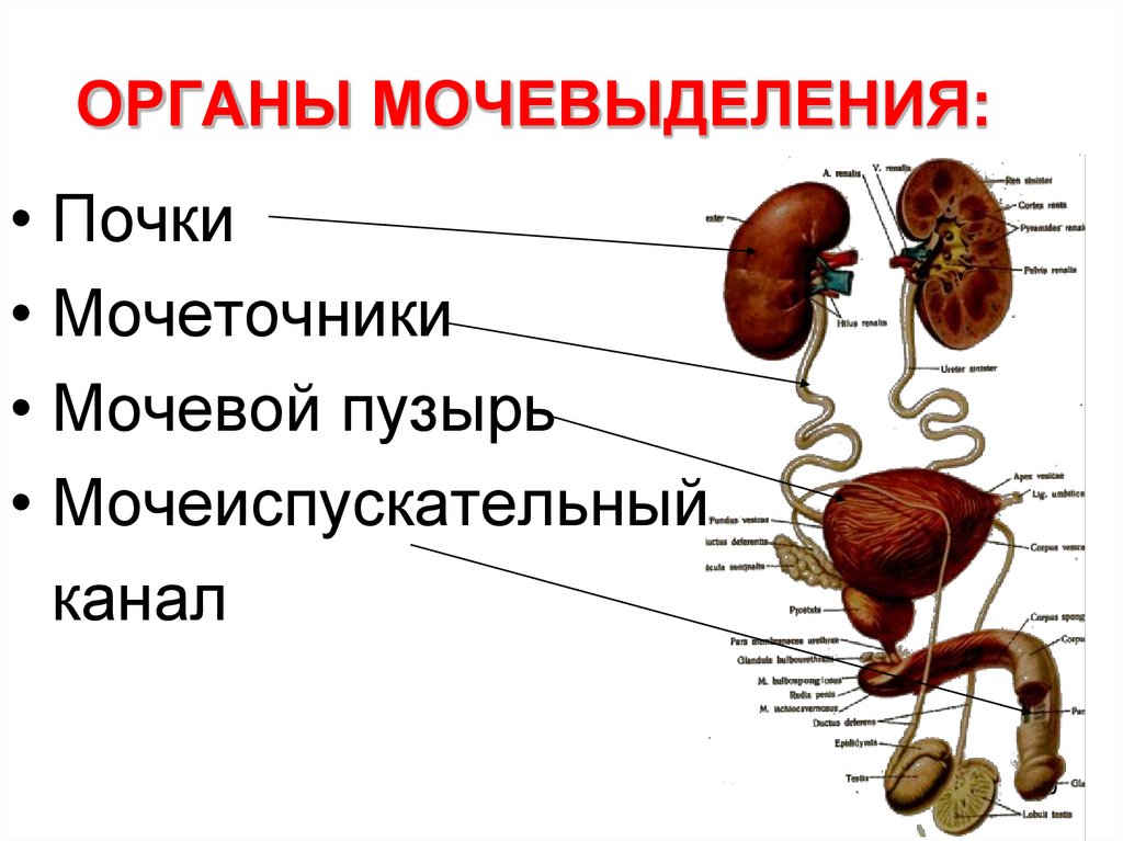 Мочевыделительная система человека включает почки надпочечники мочеточники