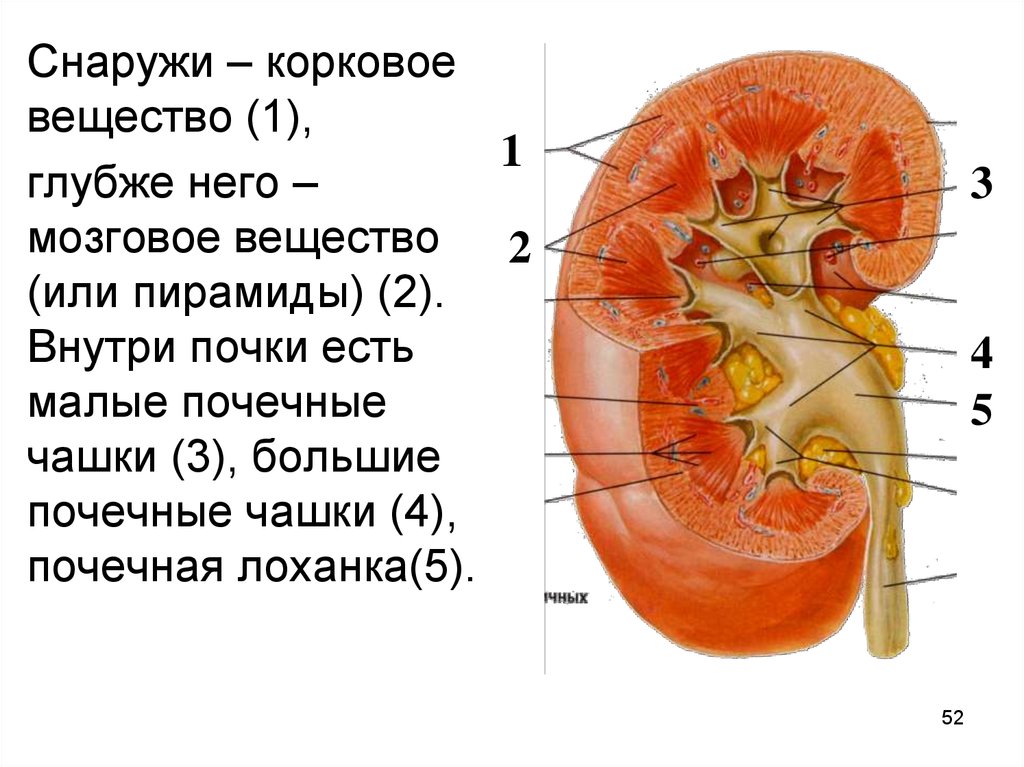 Строение работы почек. Почка анатомия атлас. Корковый слой почки. Атлас строение почки анатомия. Строение почки атлас.