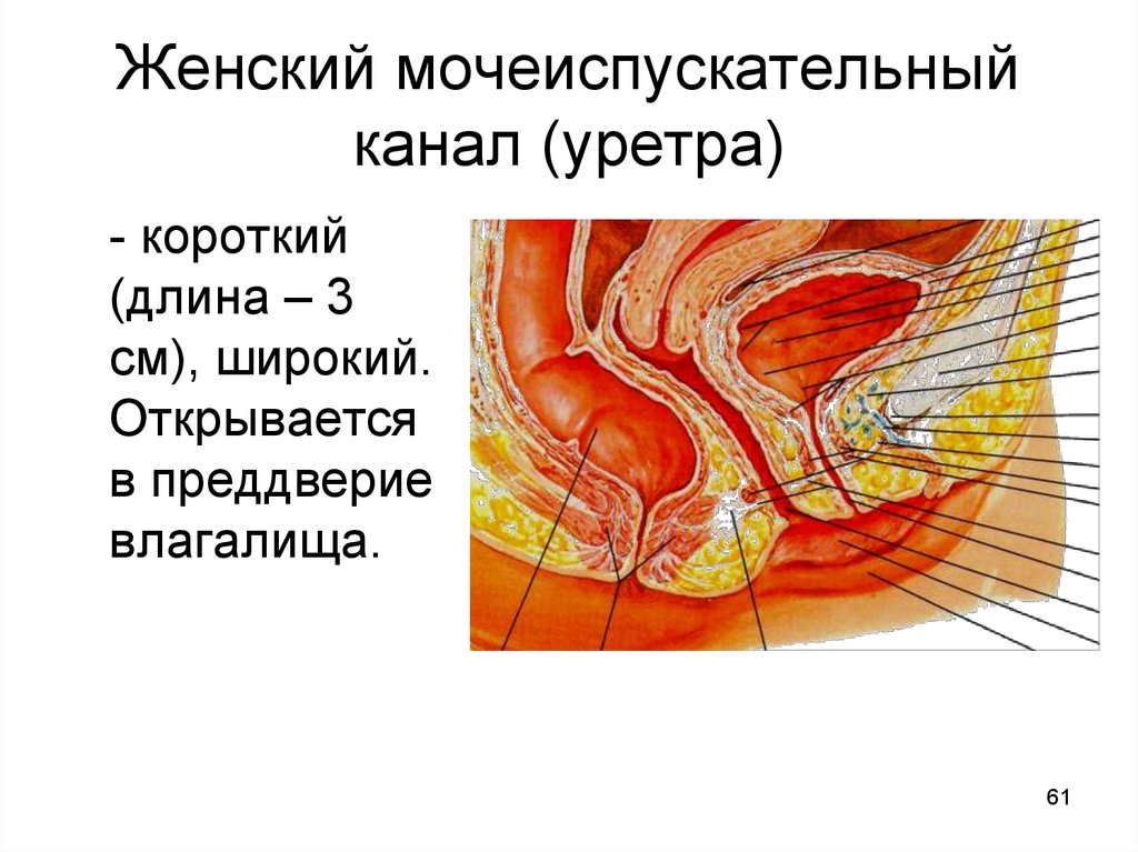 Женский канал. Женский мочеиспускательный канал анатомия. Женская уретра анатомия. Строение женской уретры. Мочеиспускательный канал у женщин анатомия.