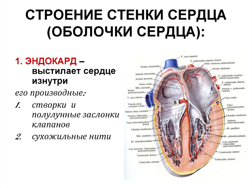 Срез стенки сердца рисунок - 91 фото