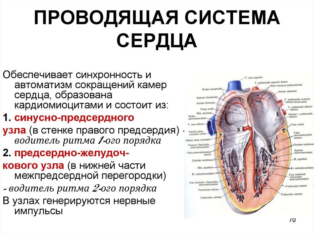 Сердце приведет часть 1. Проводящая система сердца ее строение. Строение и функции проводящей системы сердца. Проводящая система сердца структура и функциональная характеристика. Структура и функциональная характеристика проводящей системы сердца.