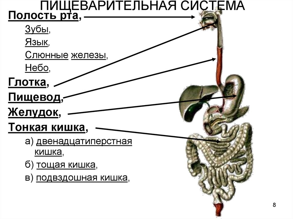 Органы образующие систему