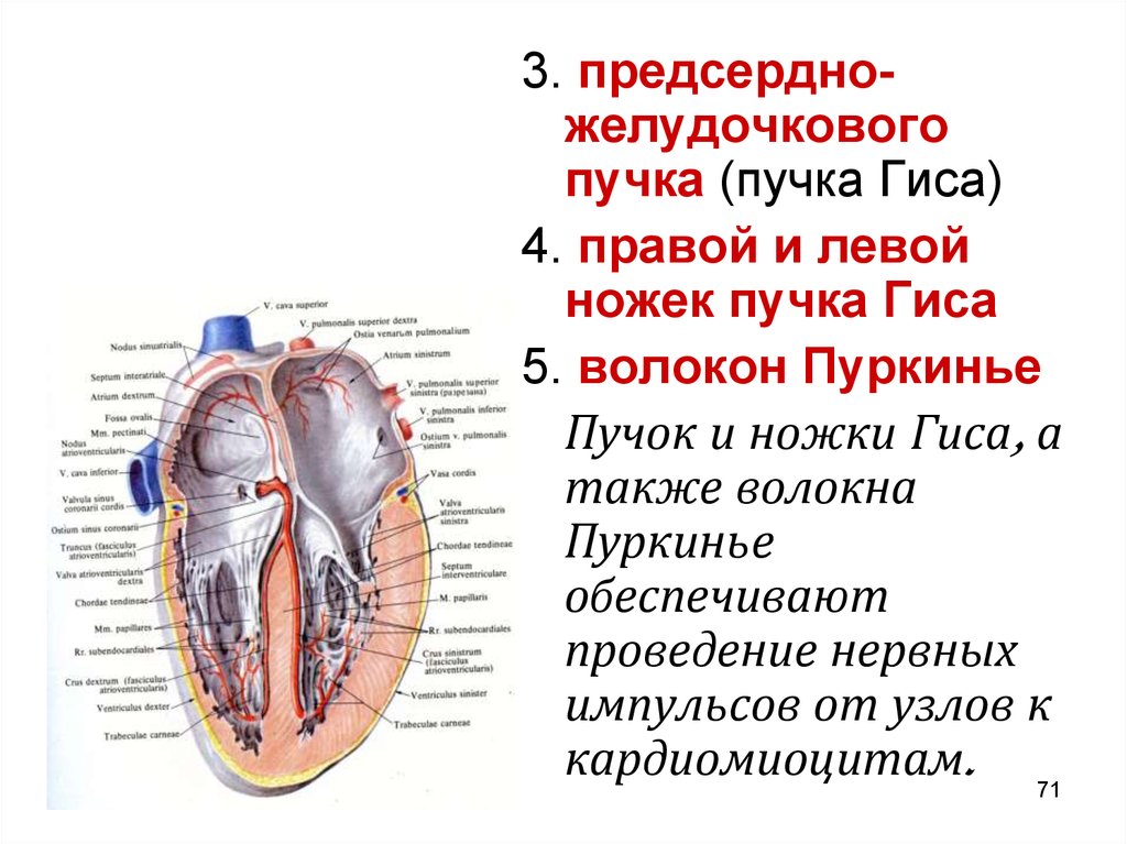 Анатомия сердечно сосудистой системы