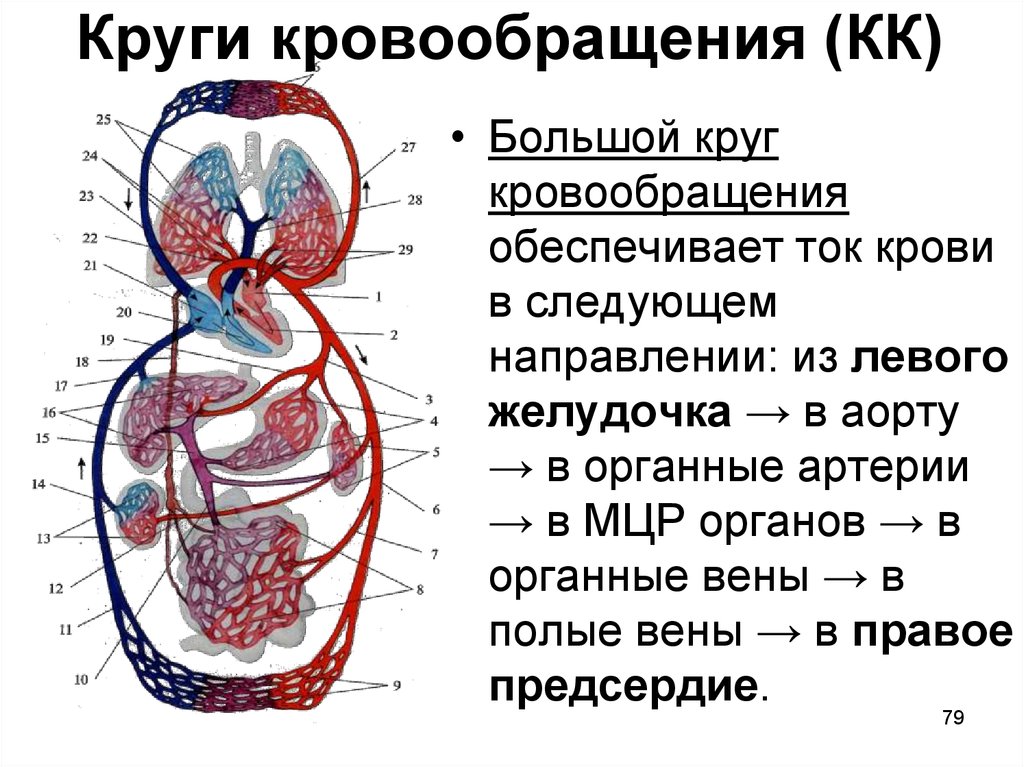 Круги кровообращения роль. Кровеносная система малый круг кровообращения. Структура малого круга кровообращения анатомия. Схема сердца человека и круги кровообращения. Сердце человека малый круг кровообращения.