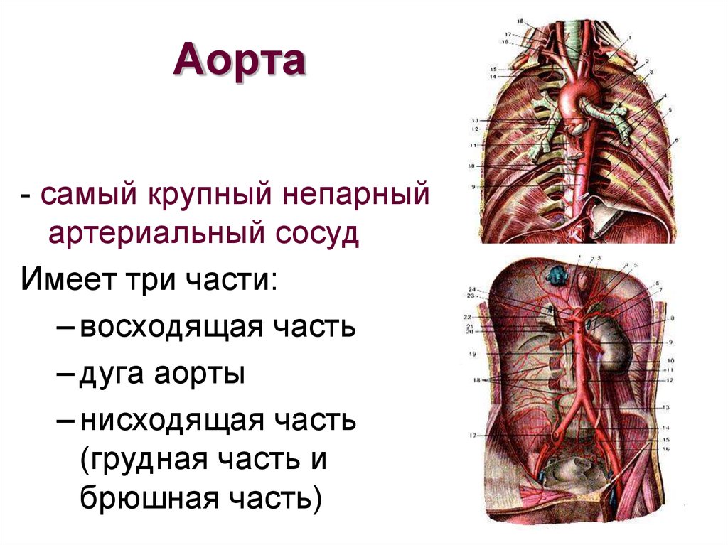 Анатомия аорты