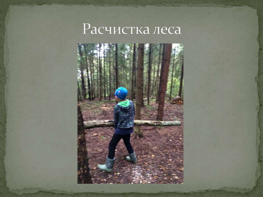 Расчистка леса