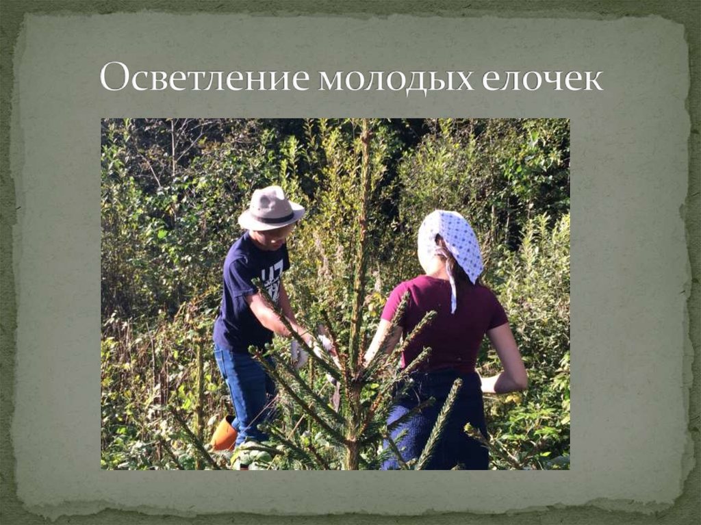 Осветление молодых елочек