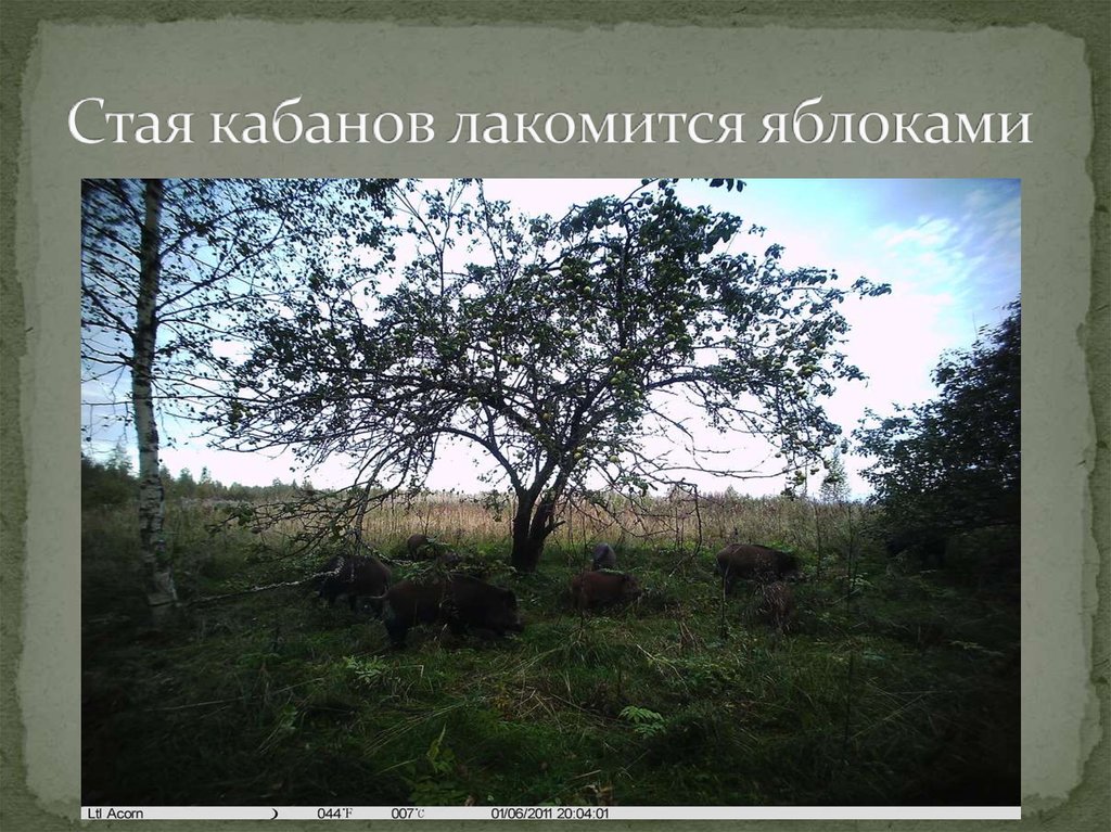 Стая кабанов лакомится яблоками