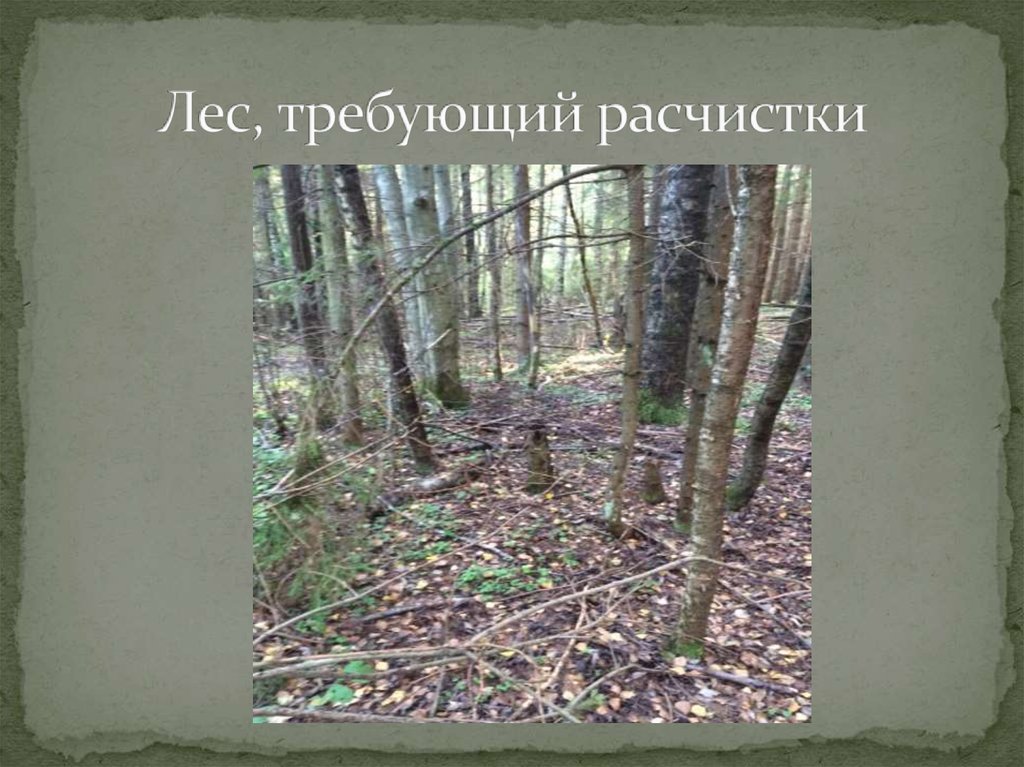 Лес, требующий расчистки