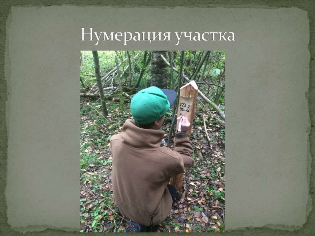 Нумерация участка