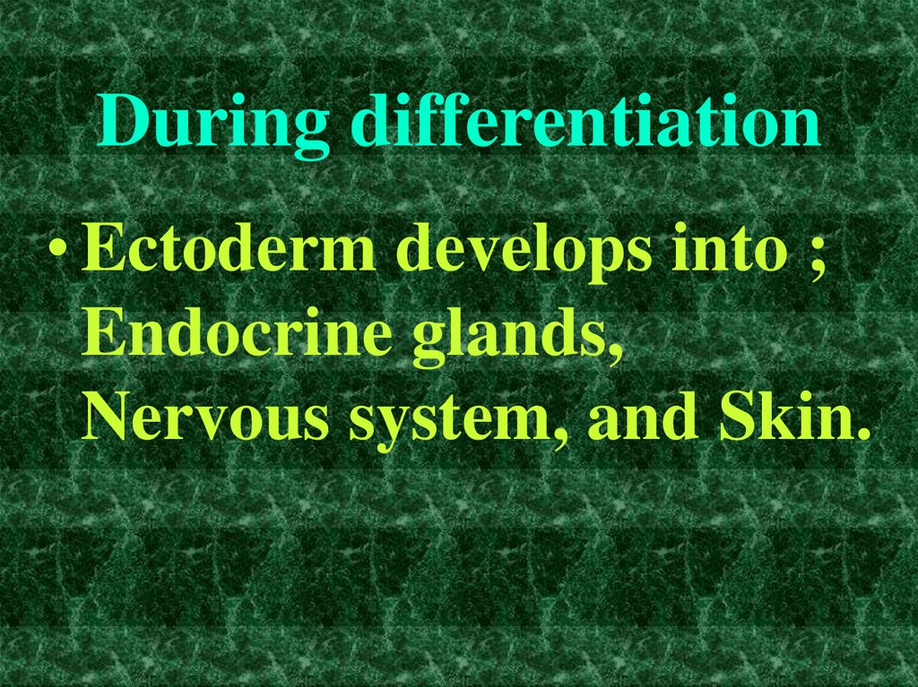 During differentiation