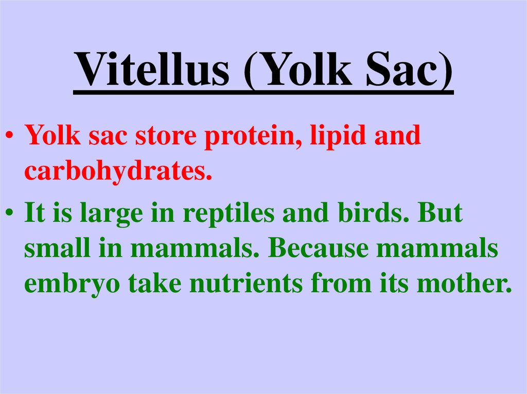 Vitellus (Yolk Sac)