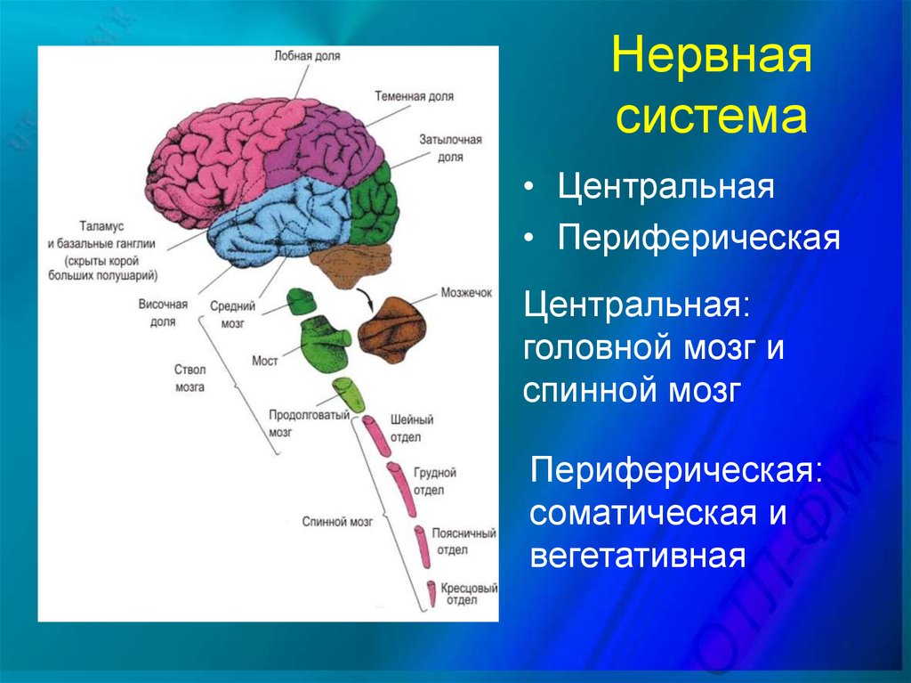 Низших отделов мозга. Нервная система отделы головного мозга. Центральная нервная система головной мозг. Базальных ганглиев головного мозга[. Базальные отделы головного мозга.