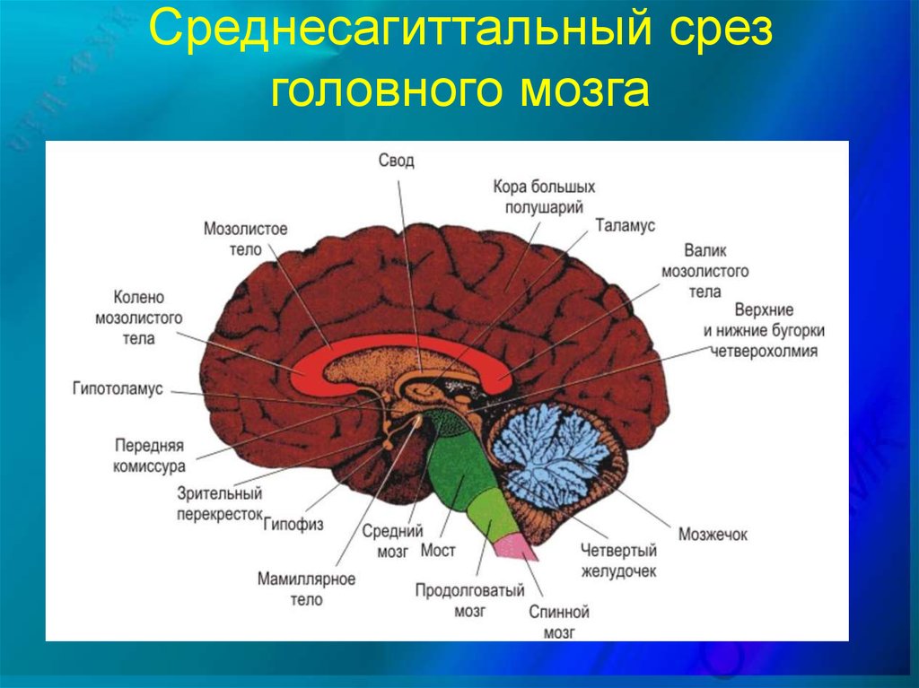 Свод головного мозга. Части мозолистого тела головного мозга. Строение мозолистого тела головного мозга. Строение мозолистого тела головного мозга анатомия. Мозолистое тело мозга строение.