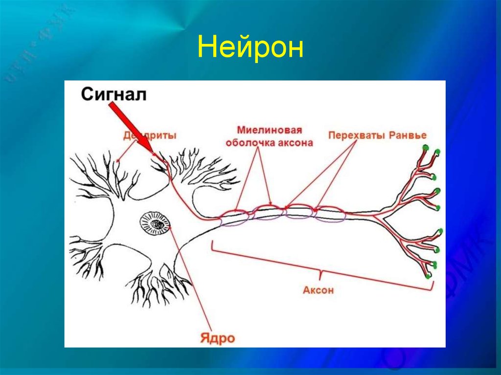 Как нарисовать нейрон