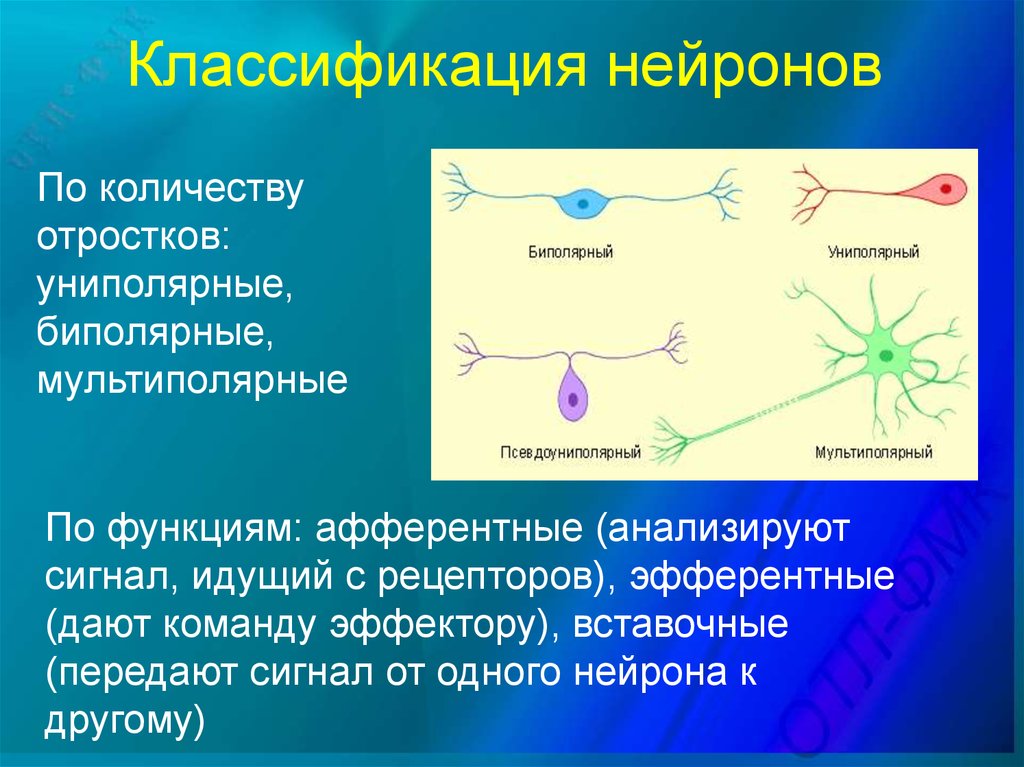 Вставочные нейроны виды