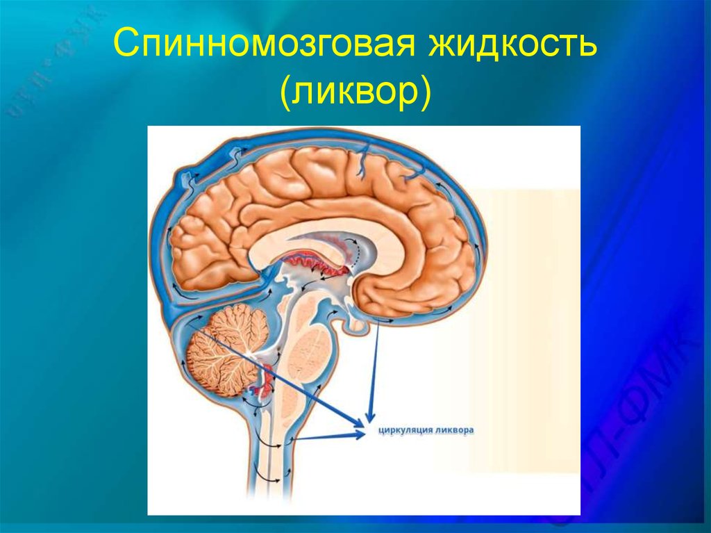 Спинномозговая жидкость фото