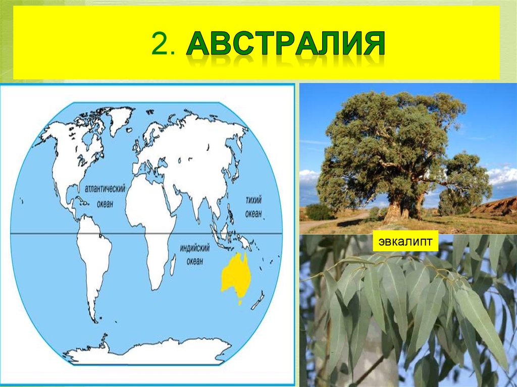Растения материков. Эвкалипт материк. Распространение эвкалипта на карте. Эвкалипт зона распространения. Эвкалипт на карте Австралии.