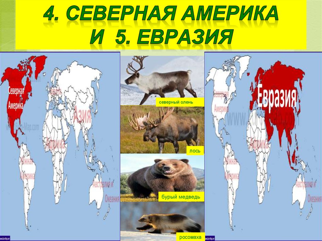 Северная евразия животный мир. Обитатели Евразии. Обитатели Северной Америки. Животные Северной Америки. Материк Евразия с животными.