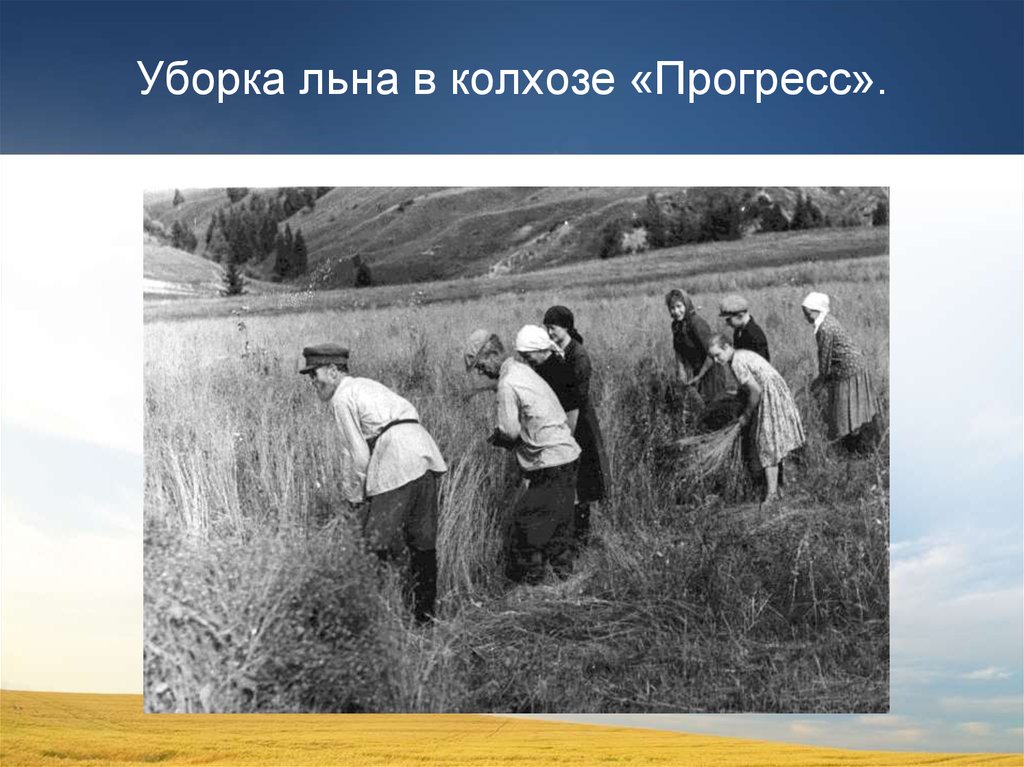 Уборка льна в колхозе «Прогресс».