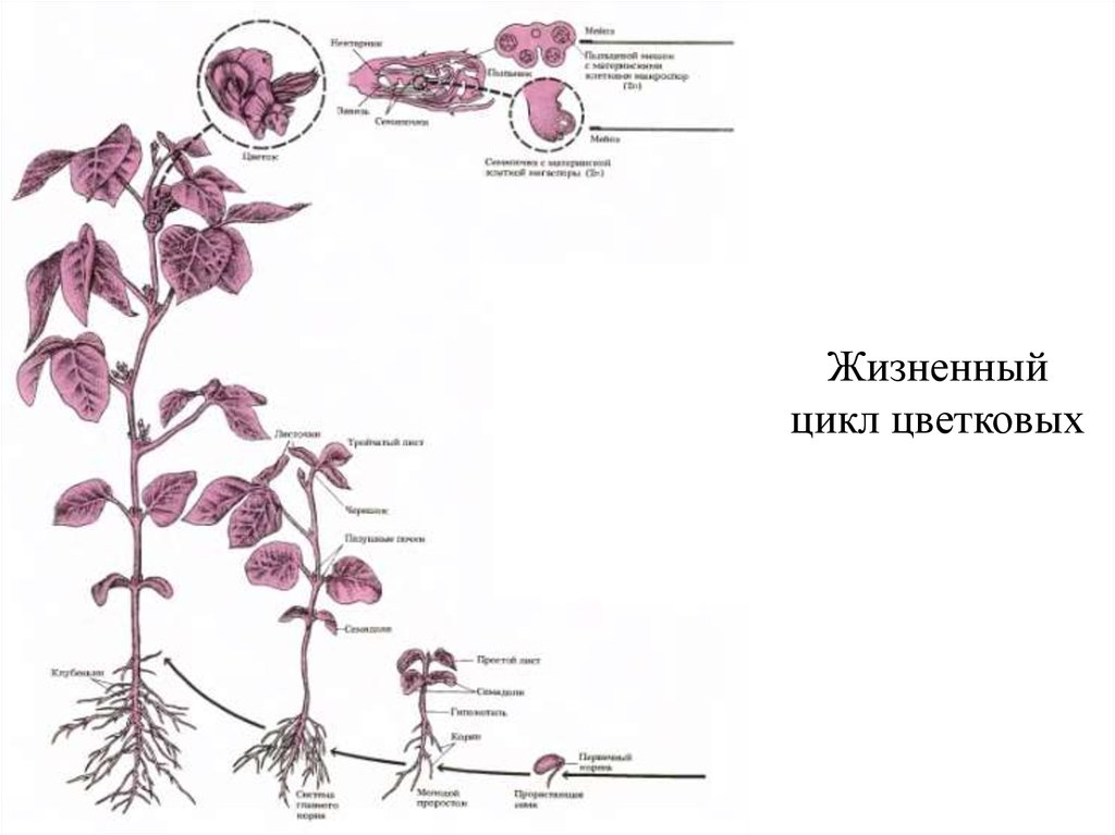 Жизненный цикл цветковых