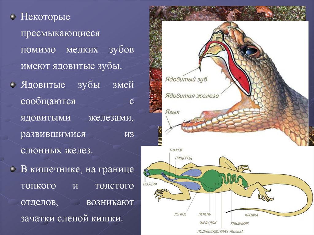 Кишечник рептилий. Пищеварительная система рептилий. Строение пищеварительной системы рептилий. Пищеварит система пресмыкающихся. Схема строения органов пищеварения у рептилий.