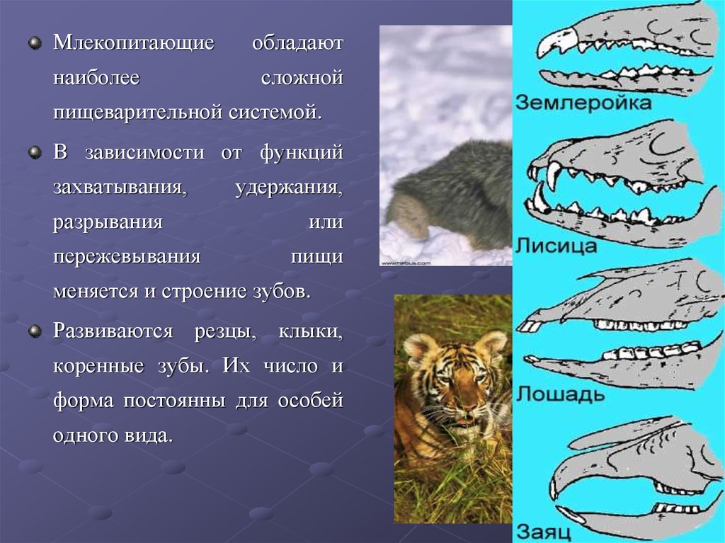 Гетеродонтная зубная система у млекопитающих. Зубная система млекопитающих анатомия. Зубные системы животных.