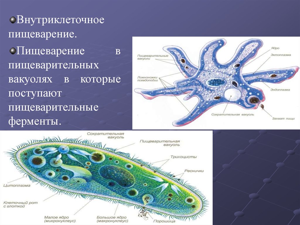 Внутриклеточное пищеварение рисунок