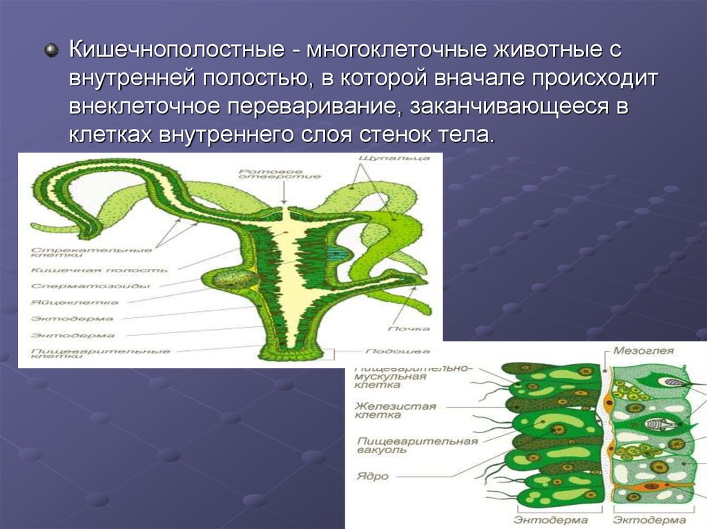 Кишечная полость. Пищеварительная система кишечнополостных схема. Тип Кишечнополостные пищеварительная система. Органы пищеварительной системы кишечнополостных животных. Пищеварительная система кишечнополостных 7 класс.