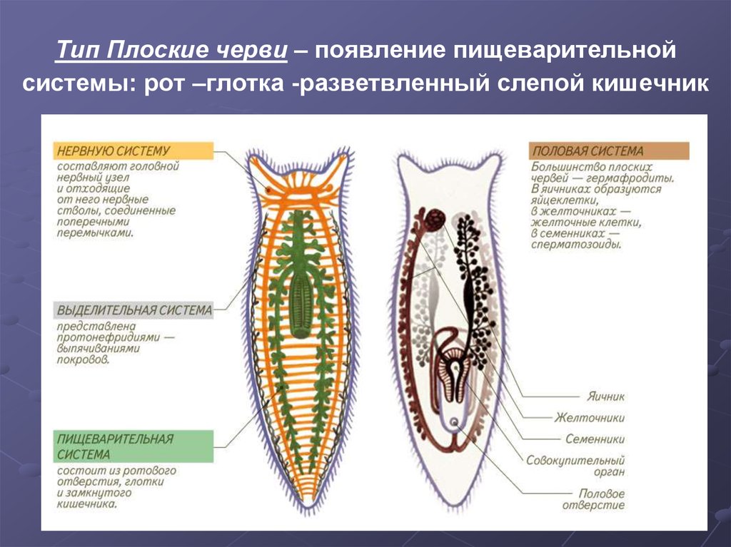 Сравни тип плоские черви с типом кишечнополостных по основным чертам строения приложи текстовый файл