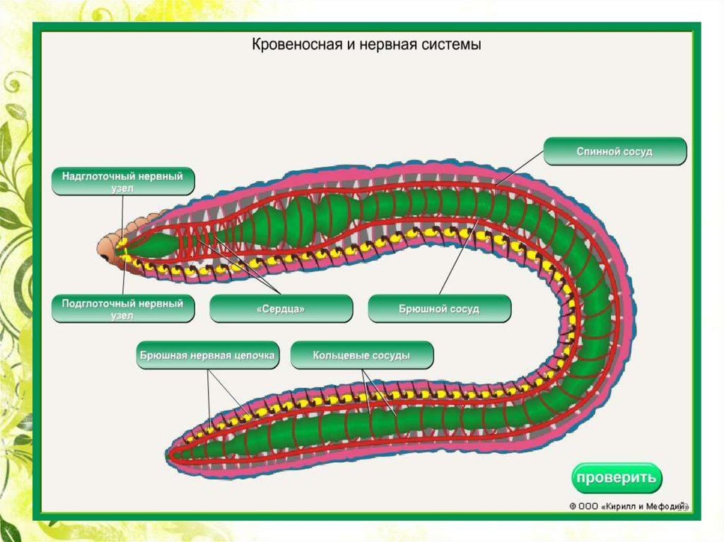 Круглые черви суждения. Брюшная нервная цепочка есть у круглых червей. Брюшная нервная цепочка Тип круглые. Брюшная нервная цепочка у червей. Круглые черви пищеварительная система.