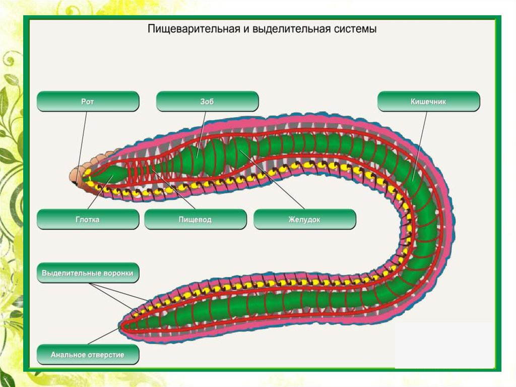 Какая форма червя. Круглые черви пищеварительная система. Органы передвижения круглых червей. Круглые черви выделительная система. Выделительная система круглых червей рисунок.