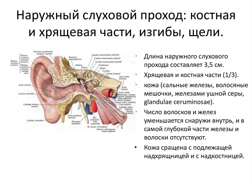 Преддверно-улитковый орган. Орган слуха. Наружное, среднее и внутреннее ухо  - презентация онлайн