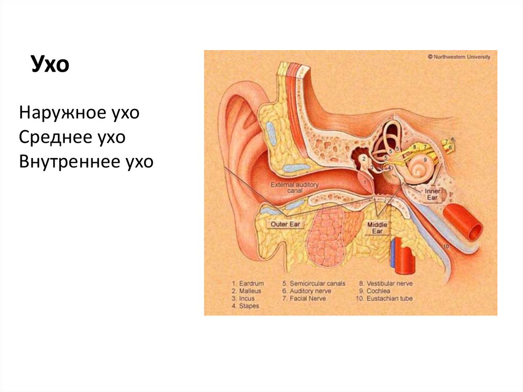 Наружное среднее. Орган слуха наружное ухо среднее ухо внутреннее ухо. Строение уха наружное среднее внутреннее. Преддверно улитковый орган анатомия. Наружное ухо среднее ухо внутреннее ухо ср.