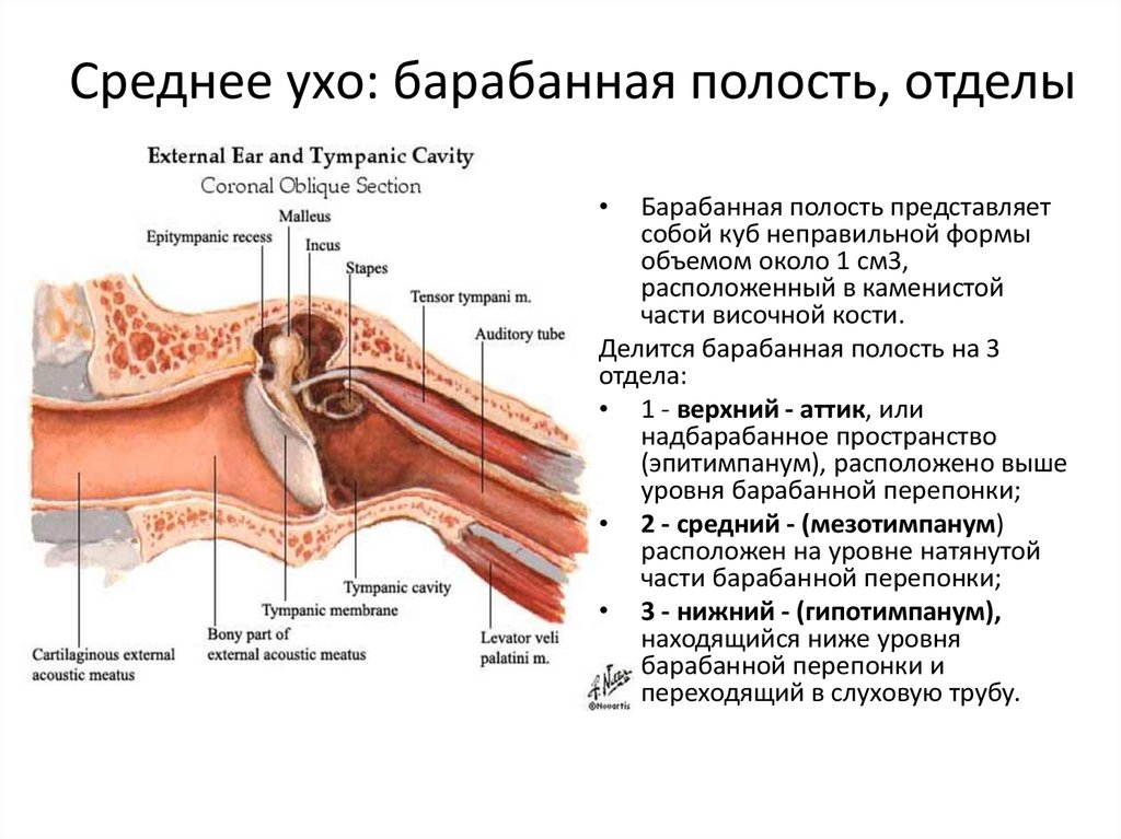 Внутреннее ухо расположено в полости кости. Среднее ухо стенки барабанной полости. Строение полости среднего уха. Стенки барабанной полости анатомия. Строение среднего уха анатомия.
