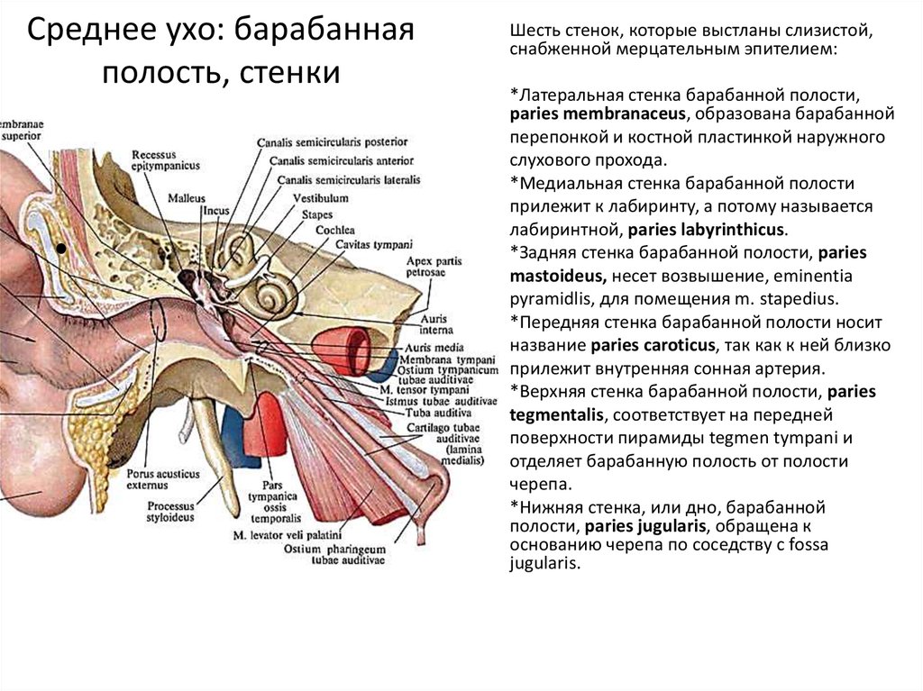Барабанной перепонкой и внутренним ухом. Строение полости среднего уха. Барабанная полость среднего уха анатомия. Строение среднего уха таблица. Хирургическая анатомия наружного и среднего уха стенки среднего уха.