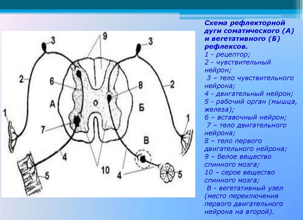 Схема трехнейронной рефлекторной дуги