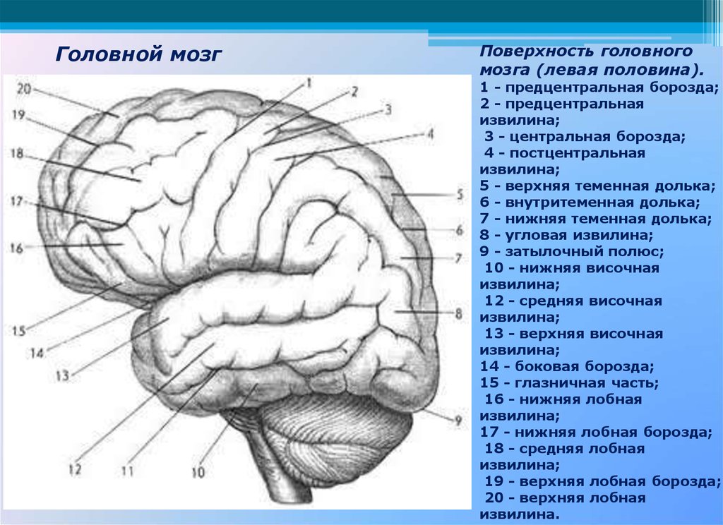 Центральная структура головного мозга. Головной мозг вид сбоку борозды. Предцентральная борозда головного мозга. Борозды и извилины головного мозга анатомия. Предцентральная извилина лобной доли.
