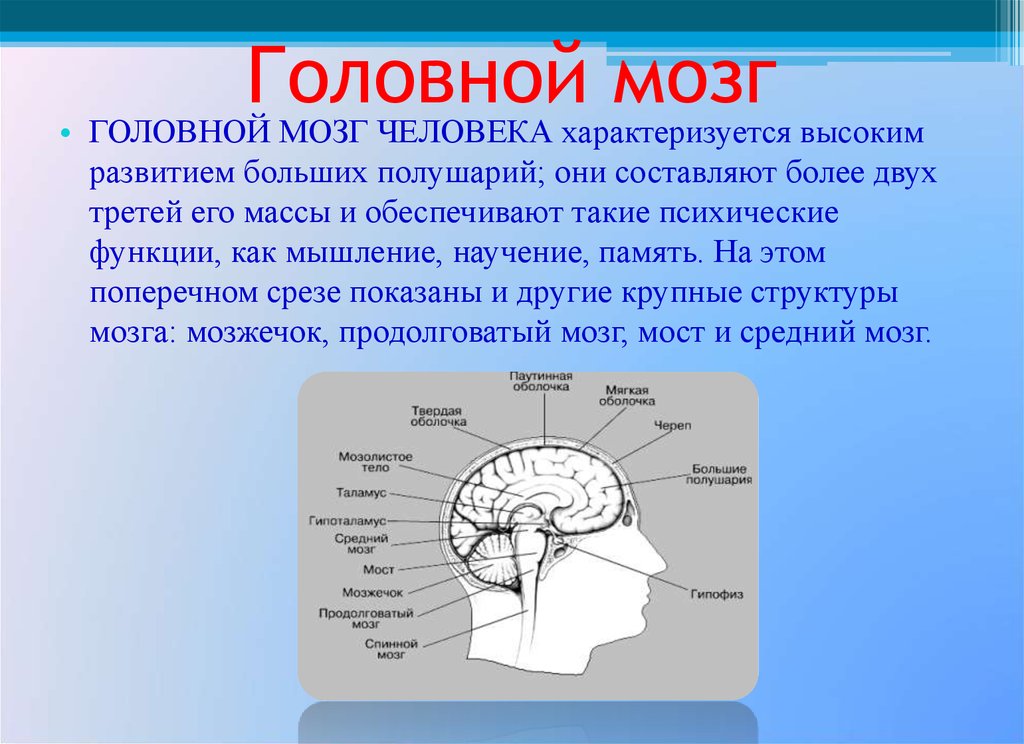 Где расположен головной мозг