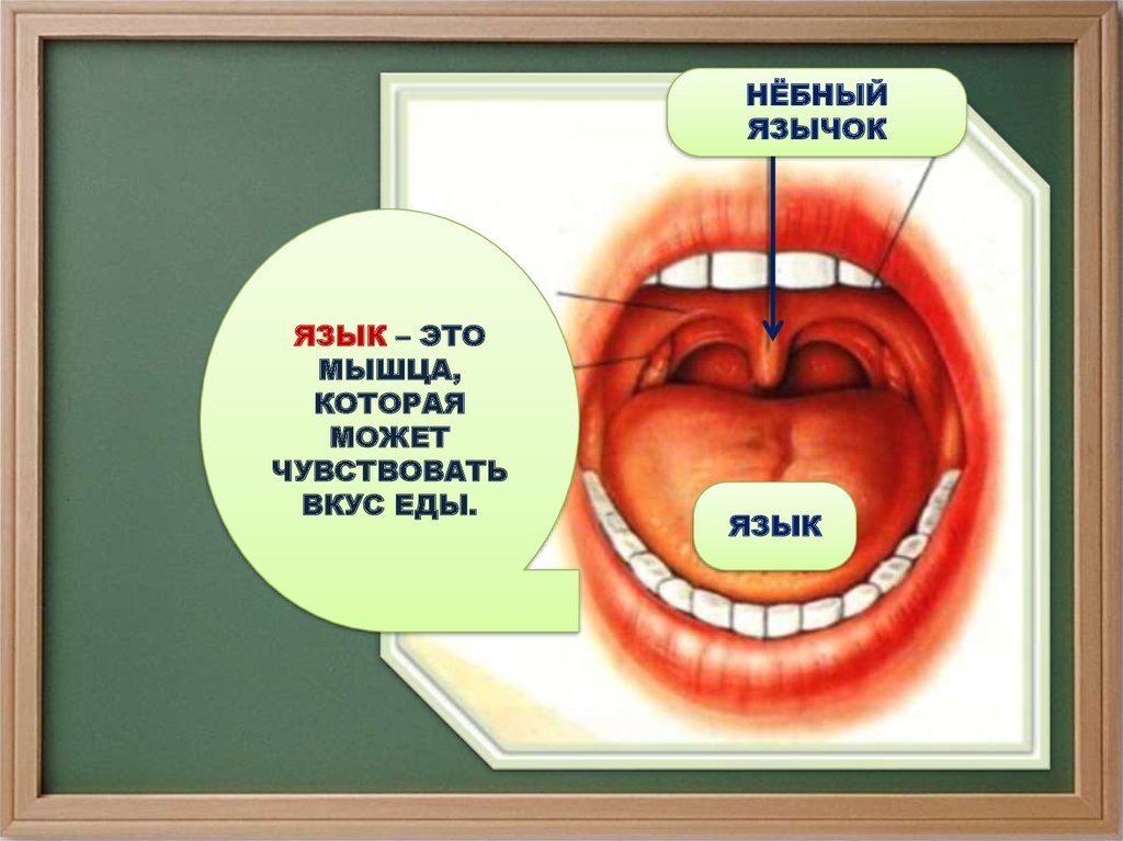 Орган осязания обоняния и вкуса презентация 8 класс по биологии