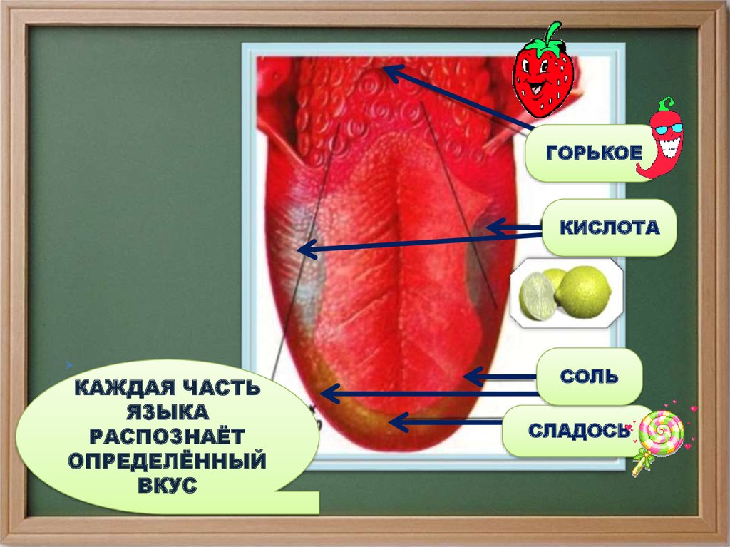 Орган осязания обоняния и вкуса презентация 8 класс по биологии