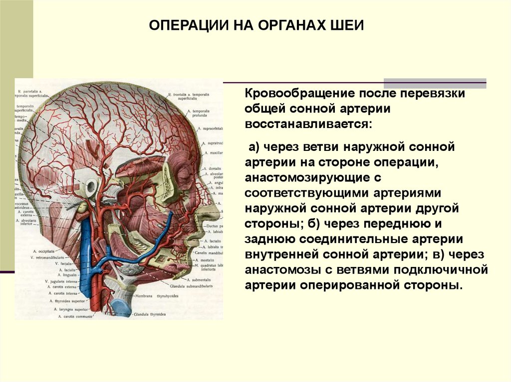 Ветви наружной сонной артерии схема