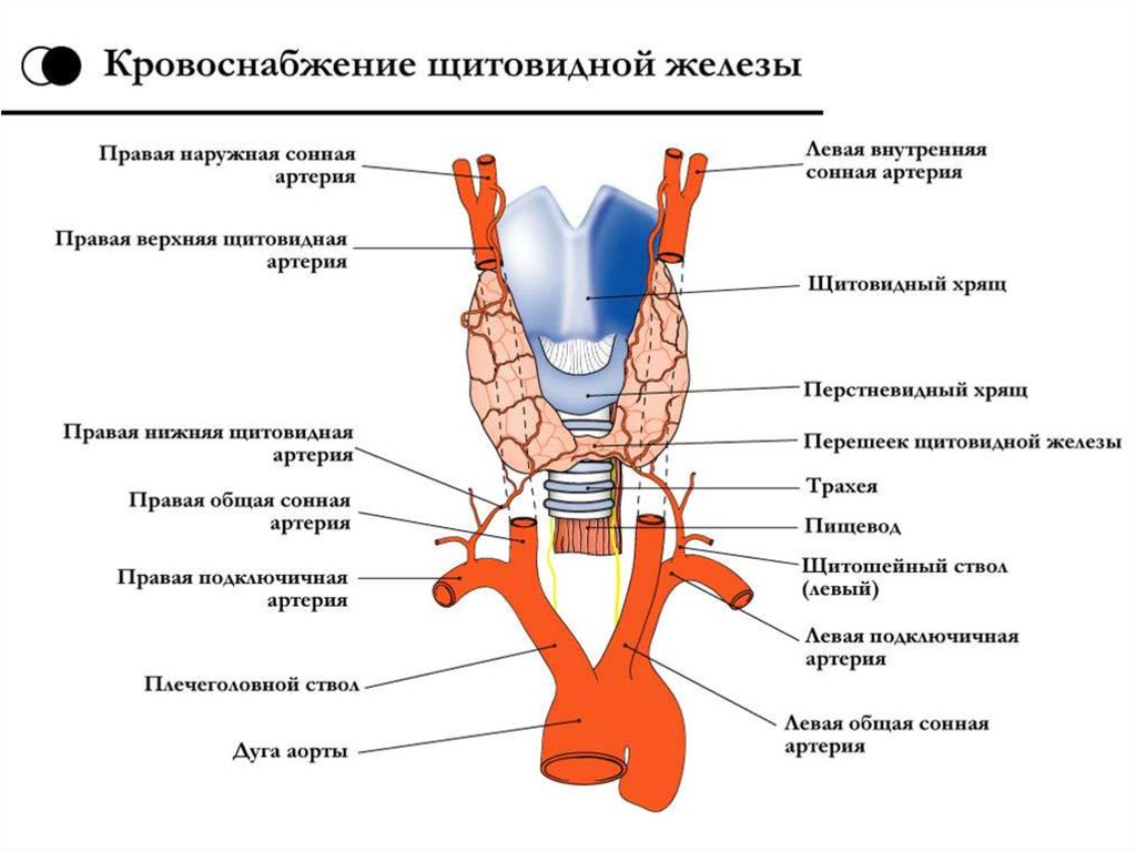 Артерии щитовидной железы. Кровоснабжение щитовидной железы схема. Кровоснабжение и иннервация щитовидной железы схема. Артерии щитовидной железы схема. Щитовидная железа строение иннервация кровоснабжение.