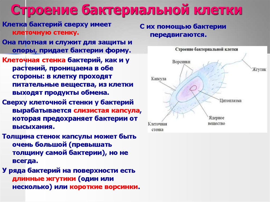 Где заключена наследственная информация бактерий. Строение клетки бактерий кратко.