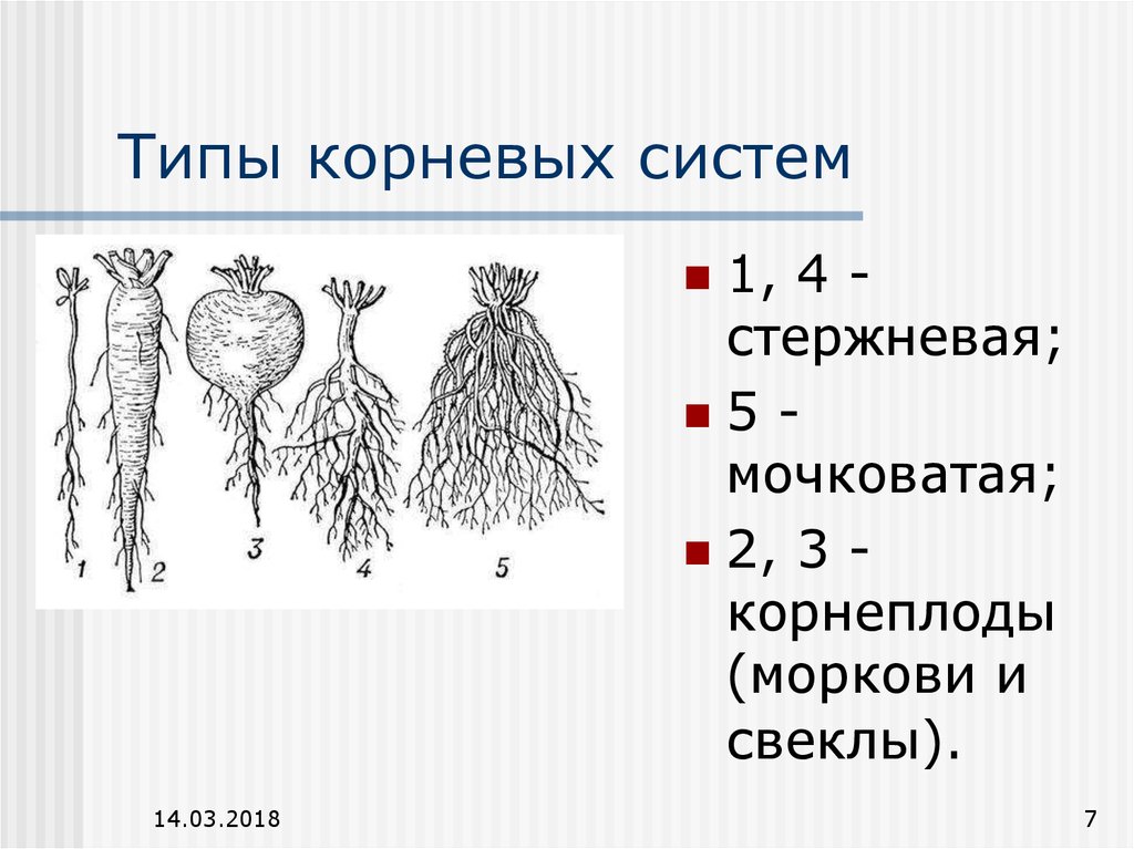 К какому классу относится растение корневая система. Типы корневых систем у растений. Типы корневых систем рисунок.