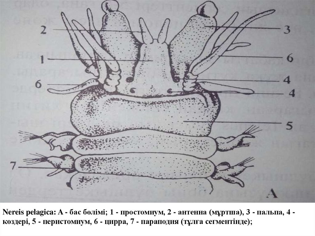 Параподия нереиды рисунок