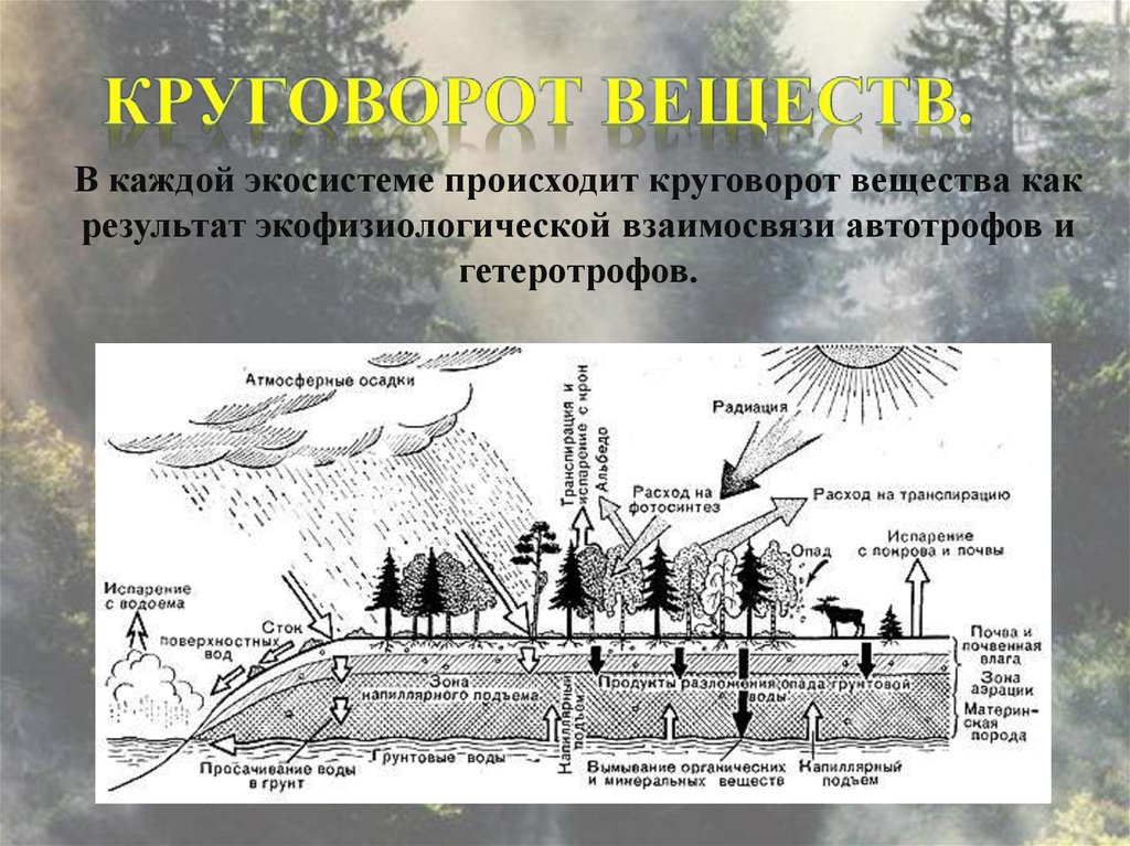 Процессы экосистемы. Круговорот воды в экосистеме. Антропогенный круговорот веществ в биосфере. Воздействие человека на круговороты веществ. Влияние человека на круговорот веществ в природе.