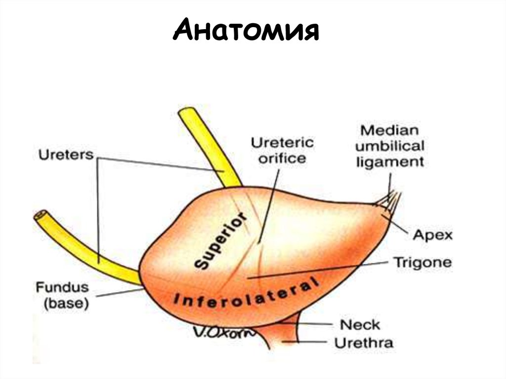 Вода попадает в мочевой пузырь через. Trigone of Urinary bladder. Мочевой пузырь анатомия. Fundus of the bladder. Apex анатомия.